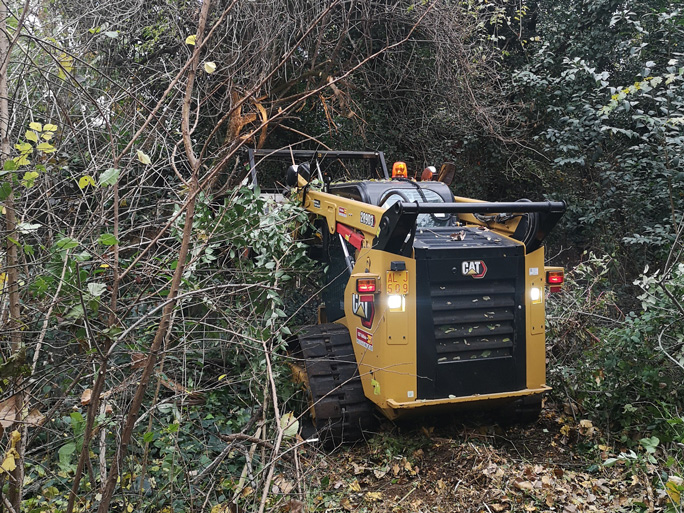 Riforestazione